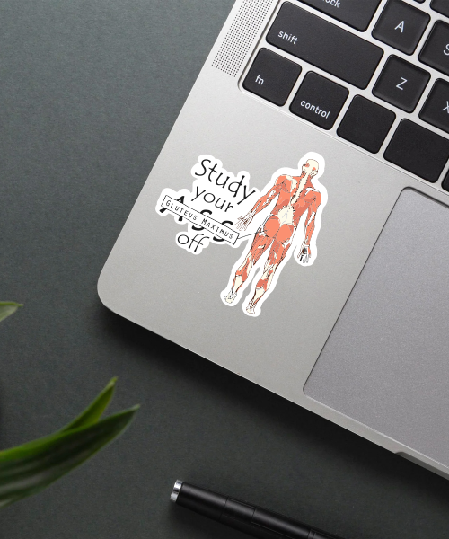 study your gluteus maximus sticker on laptop surface showing muscle anatomy design