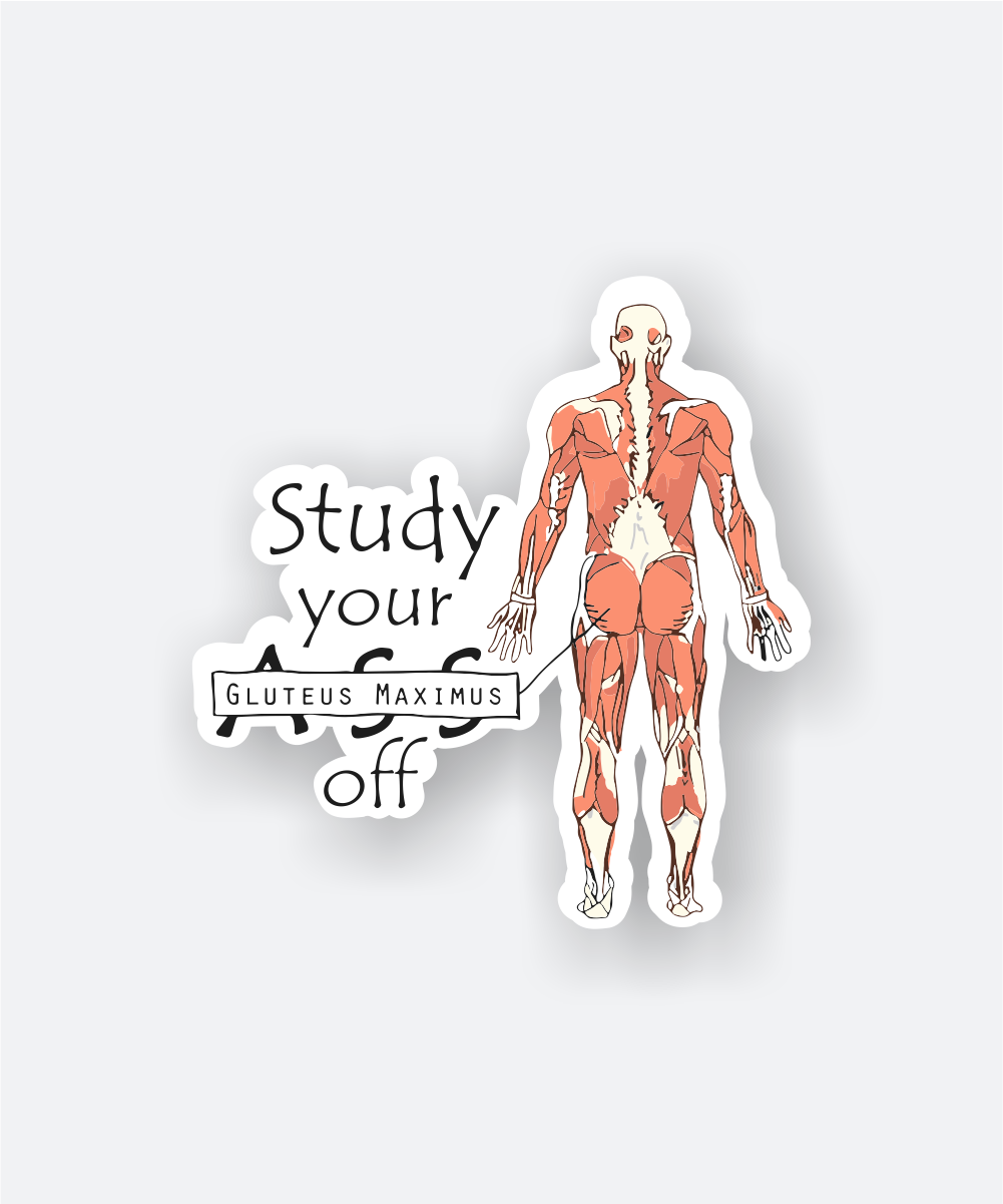 study your gluteus maximus sticker